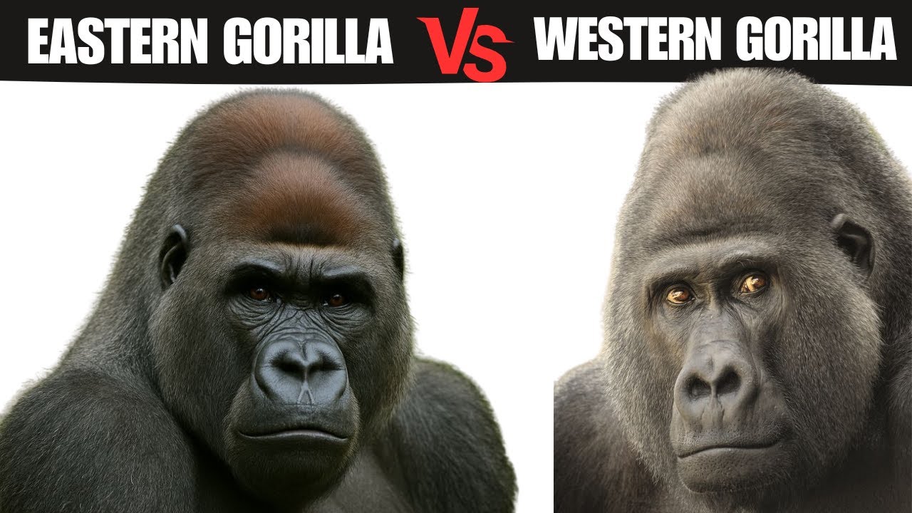 Восточная горилла против западной гориллы: кто победит в схватке?