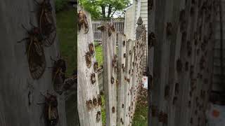 10 Fascinating Cicadas Facts for Kids | Nature's Noisy Wonders #cicadas