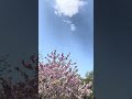 春の気まぐれ散歩道 🚶♂️ ちょっとひと息 ウグイスと 八重桜