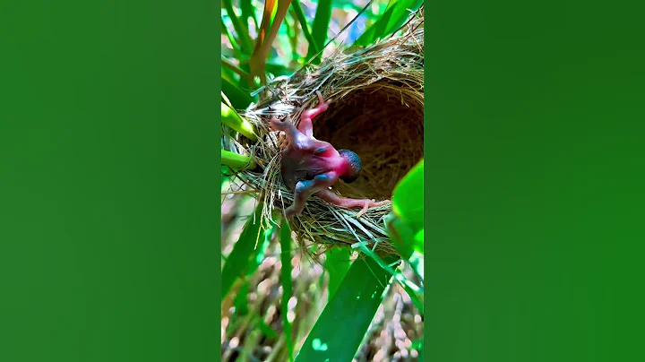 Way to survive #birdlife #bird #birdwatching #birdlove #birdlover #fyp #fypシ #naturelove #naturelove