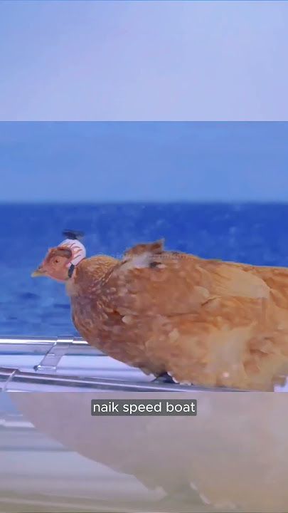 Crazy Cameraman Experiments with His Chicken! #stabilizer #chicken