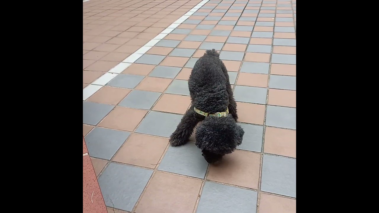 ⁣poodle dog lexi and luna #shorts #shortsvideo