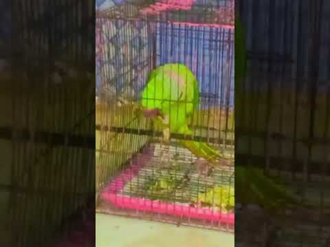 Comedy Funny Mummy म Maa