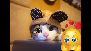 Cat Tiktok Compilation Video[Cute Tik Toks] by FUNNY CAT SWEET 421 views 3 years ago 1 minute, 58 seconds