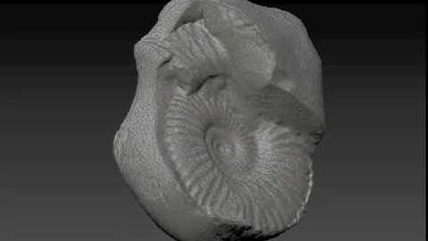 3d Laser Scan of Fossil
