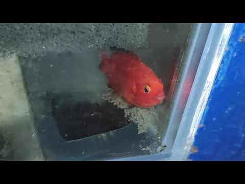 Нерест hemichromis exsul