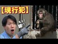【パンチくん🐵】飼育員さんを待ち伏せ！ドアに張り付いてイタズラ計画中♡