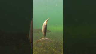 Dead baiting, underwater view. #shorts #fishing #new screenshot 2