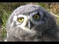 Snowy Owls and Their Breeding Grounds