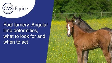 Foal Farriery: Angular Limb Deformities