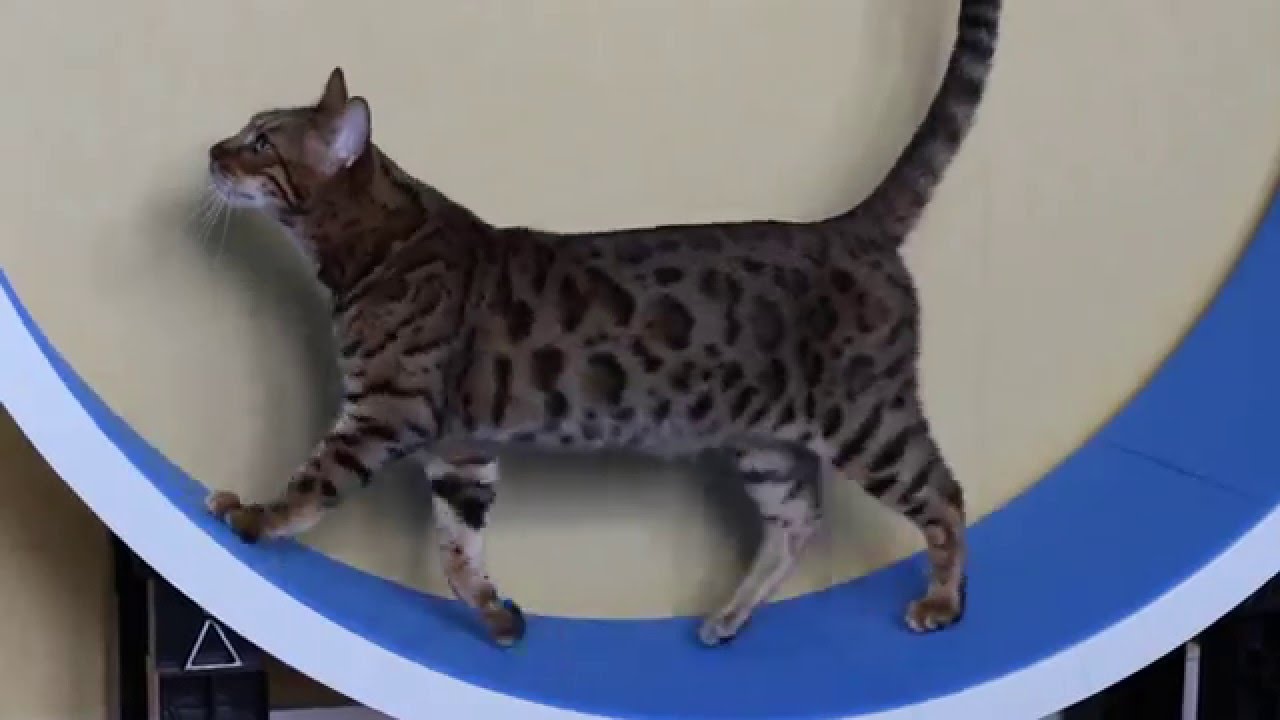 Roue Pour Chat L Accessoire Extraordinaire Qui Lie Le Jeu Au Bien Etre Roue Pour Chat L Accessoire Extraordinaire Qui Lie Le Jeu Au Bien Etre