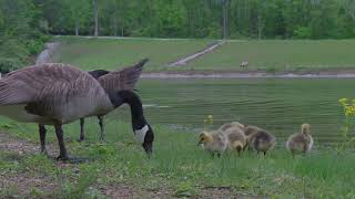 Tranquility Series:  Little Ones at the Pond