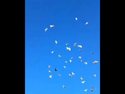 پرواز تیپ رنگی کبوتران کفتر Pigeon Kabutar