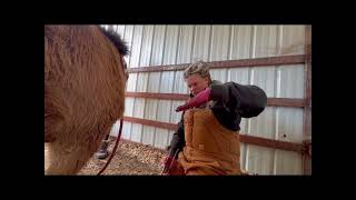 Rescuing a Neglected Mule: Witness the Incredible Hoof Transformation!