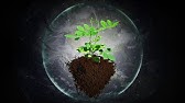 Plant Growth Aid - Subliminal & Ambient Music Therapy 7 - YouTube