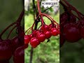 Рыбалка - это не только удочка и река #shorts fishing