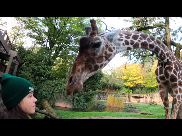 Huge Giraffe Crunches On Tasty Fresh Veggies class=