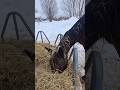 Do you like Addys new hairstyle?😂 #horse #funny #fyp #viral #shorts #winter #equestrian #horsegirl