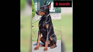 Transformation of doberman pinscher 1month to 1 year #short  #trending #dobermanpinscher #status