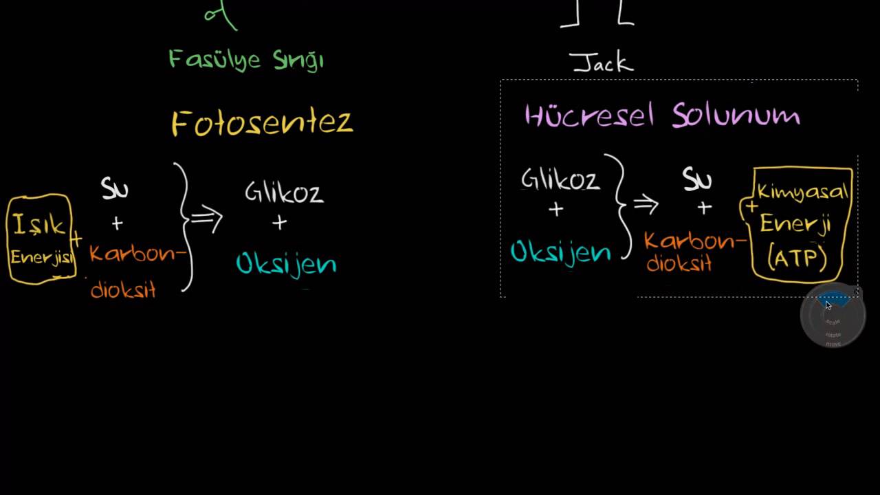 İnsanlar ve Bitkilerde Solunum (Biyoloji) (Sağlık ve Tıp) (Solunum Sistemi Fizyolojisi)