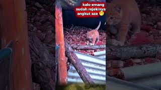 Download Lagu karung mana karung 🤭#shorts #kitten #kucinglucu MP3