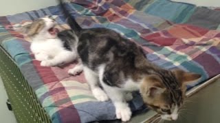 Cincinnati's first Uber Kitten Day is furry fun β get a piece of the action while you can