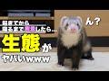 フェレットが起きてから寝るまで密着して観察してみたwww【ルーティン】