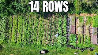 I Crammed 14 Rows Into My Front Yard