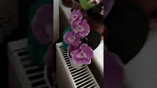 Camdan Heştek Evde Kal Di̇ye Bağirdim