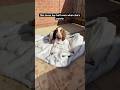 #braccoitaliano #bracco #play #ball #sunny #relaxed #poorly #dogsofyoutube #funny #freefire #fyp
