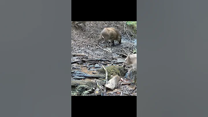 Wild Boars captured on Trail Camera! #shorts