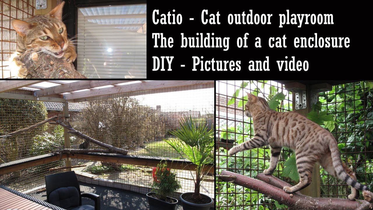 Diy Catio - Cat enclosure - playroom for cats and kittens - YouTube