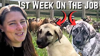 Livestock Guardian Puppies First Week Learning Their Jobs On Our Dairy Goat Farm!