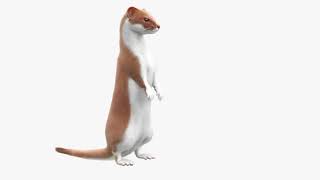 Ermine Mammal Predator Animated Fur Rigged For Blender | 3D Molier International