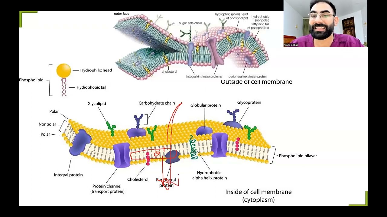 Biology lec.2 p 2 | صيدلة بغداد