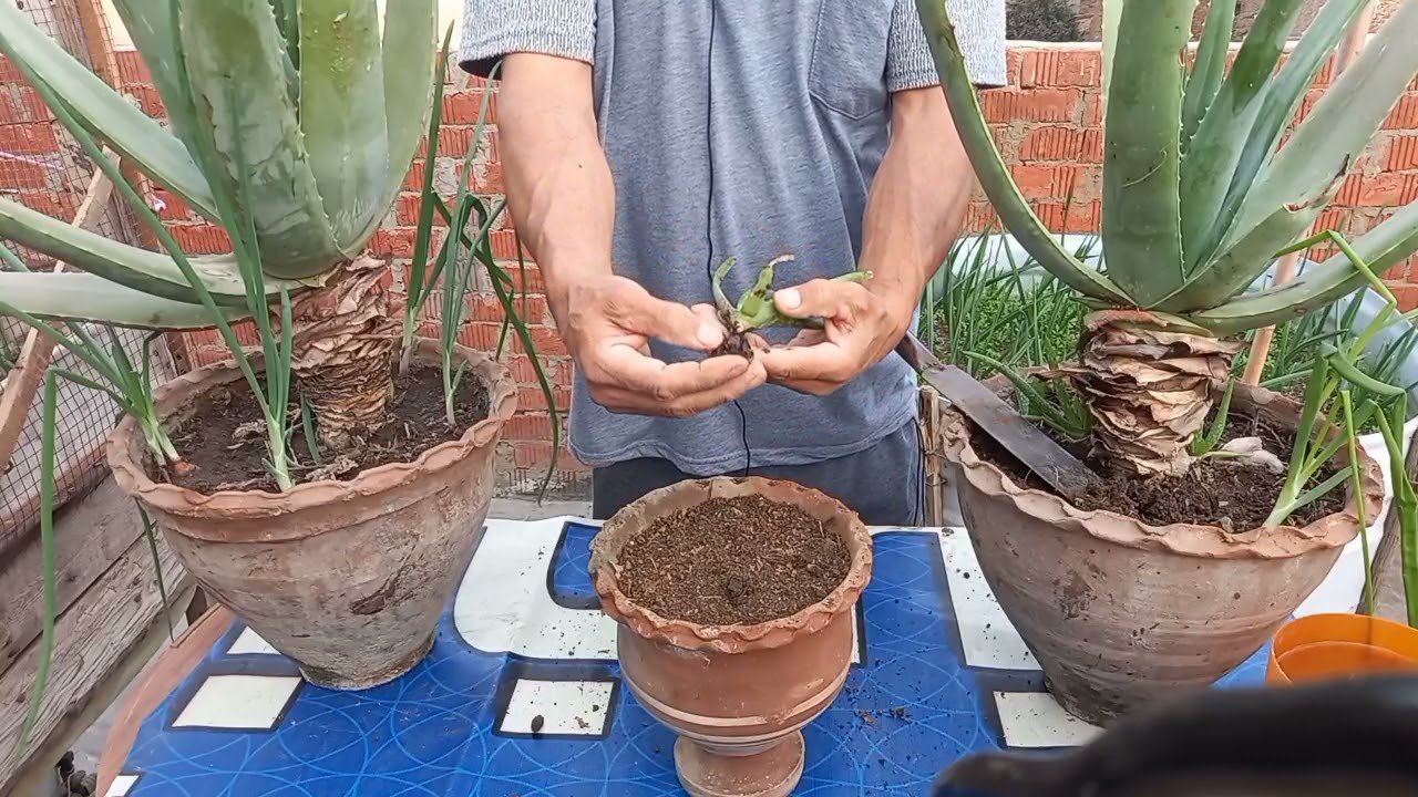 طريقة نقل شتلات الالوفيرا