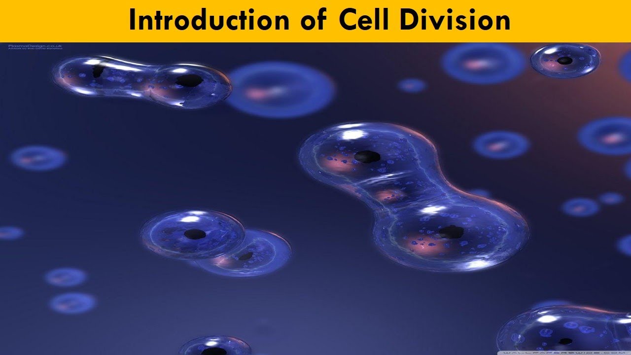 Introduction of Cell Division - YouTube