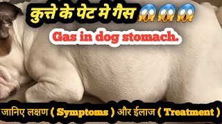 Gas In Dog Stomach Symptoms Of Gas In Dog Stomach Bloat Symptoms In Dogs Treatment