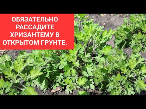 В СРОЧНОМ ПОРЯДКЕ СДЕЛАЙТЕ ЭТО С ХРИЗАНТЕМОЙ  В ОТКРЫТОМ ГРУНТЕ.