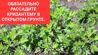 В СРОЧНОМ ПОРЯДКЕ СДЕЛАЙТЕ ЭТО С ХРИЗАНТЕМОЙ  В ОТКРЫТОМ ГРУНТЕ.