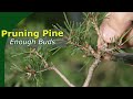 Pruning pine bonsai for stronger budding