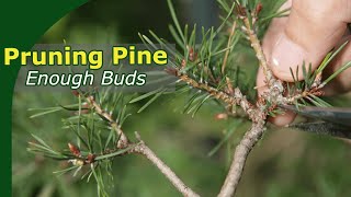 Pruning Pine Bonsai for stronger budding