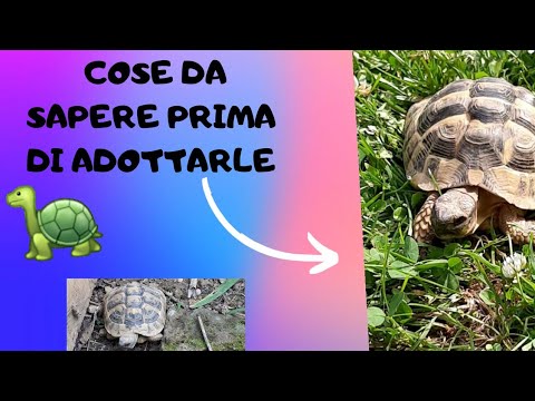 Video: 9 modi di essere sovrappeso può danneggiare il tuo gatto