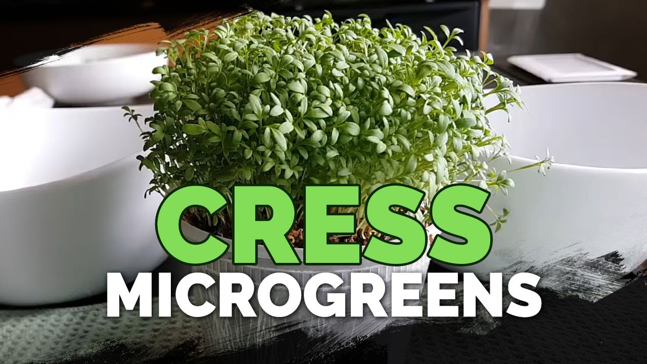 Growing cress 