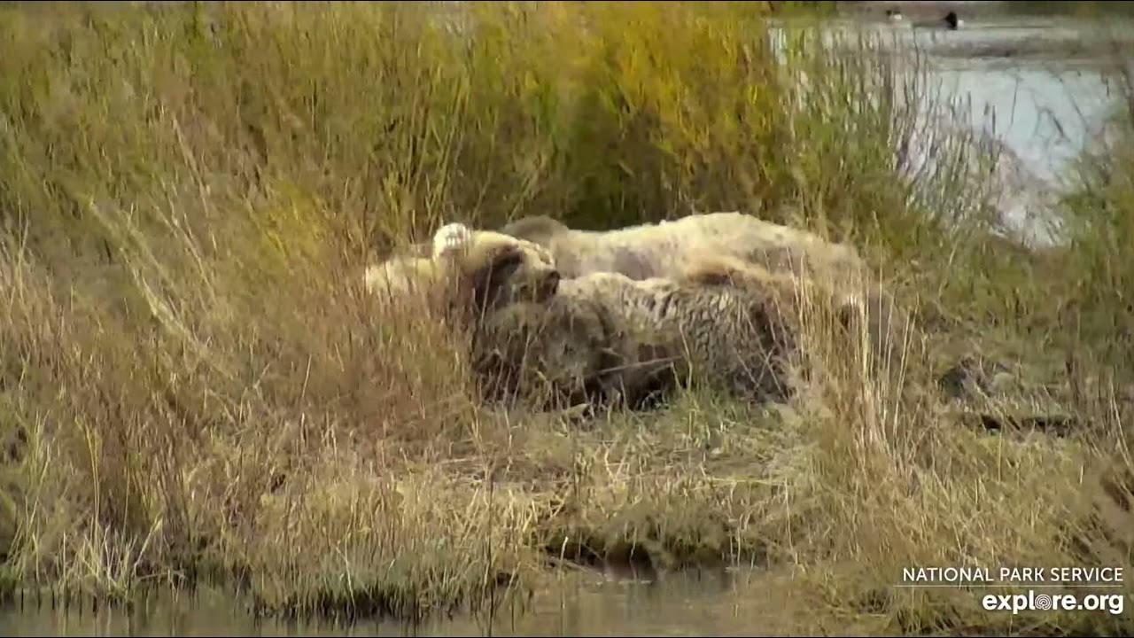 A Pile of Sleeping Grazers - October 1, 2021 (explore.org)