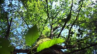 Looking up a tree