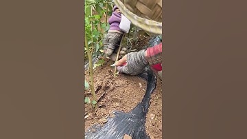 Apricot tree grafting process- Good tools and machinery can increase work efficiency
