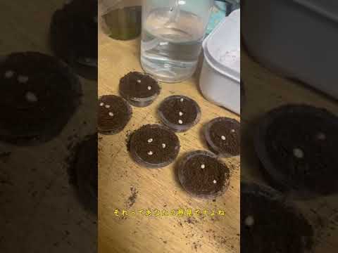 ヘラクレスオオカブトが卵産んでたんですけど