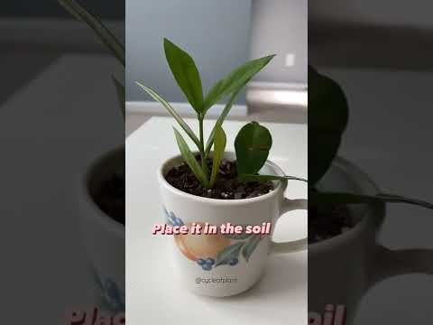 How To Propagate ZZ Plant ? #easy #plants #propagation #zzplant #houseplants #plantpropagation