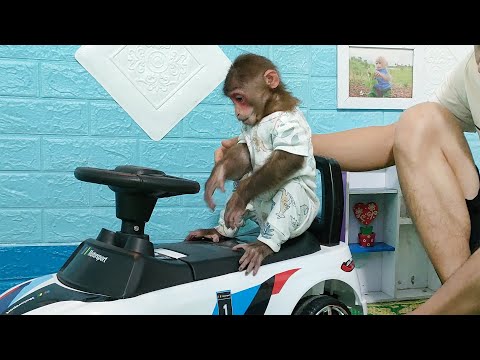 Kobi's curious about the new car & enjoys the quail eggs